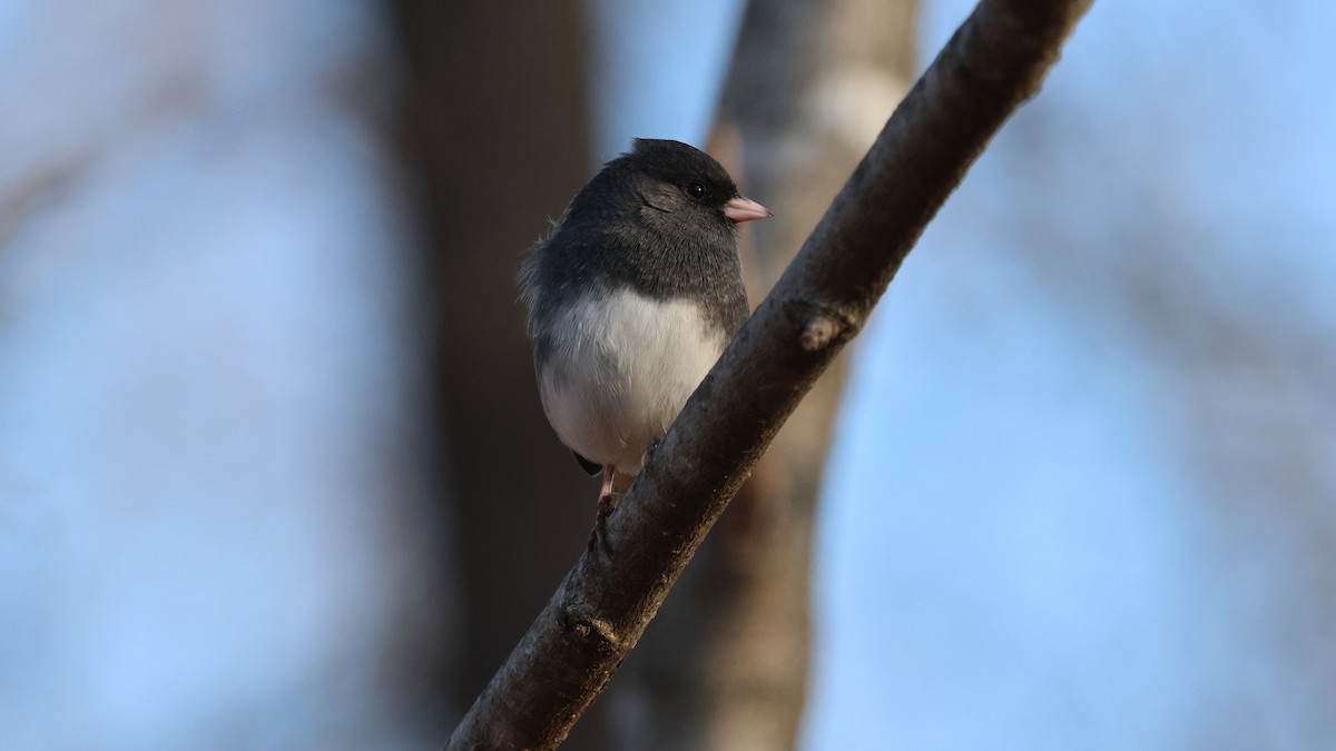 Dark-eyed Junco - ML645940177