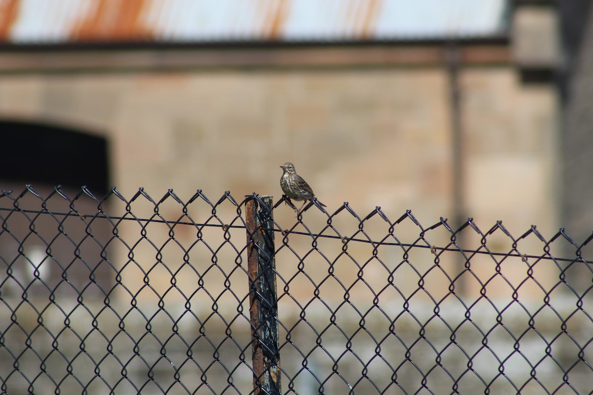 Rock Pipit - ML645940178