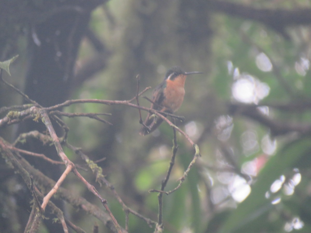 Purple-throated Mountain-gem - ML645940182