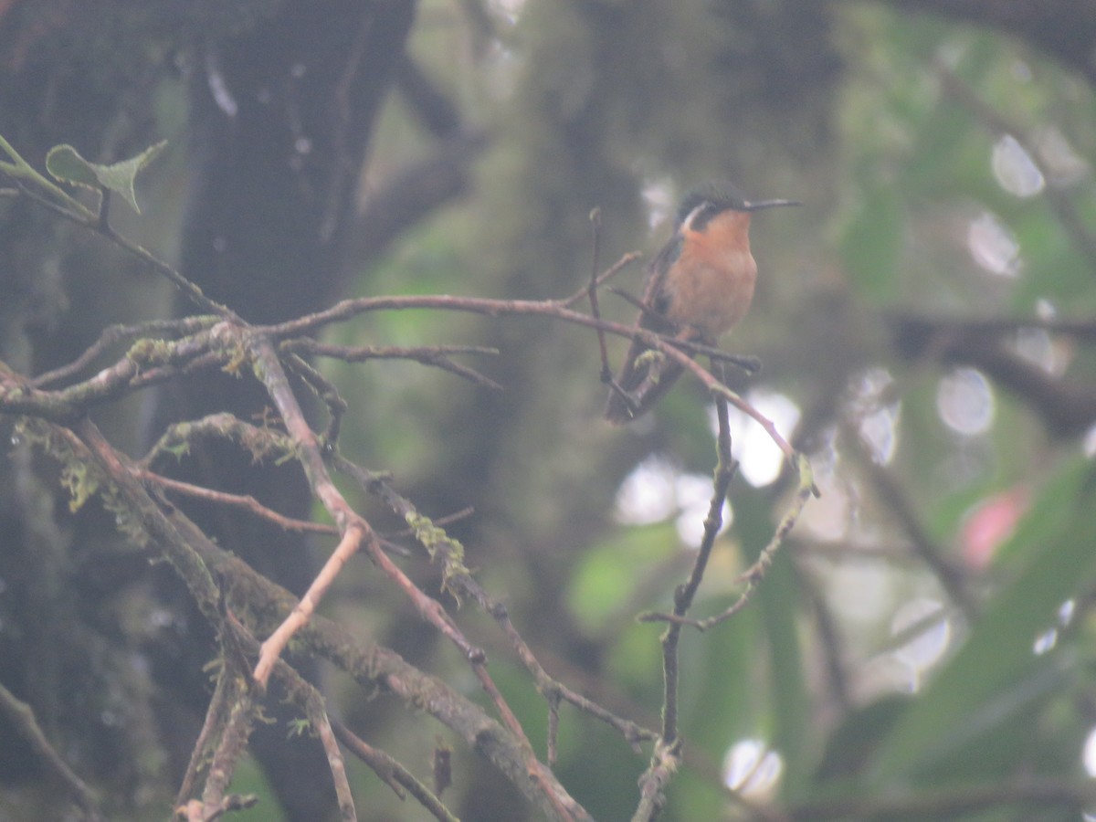 Purple-throated Mountain-gem - ML645940183