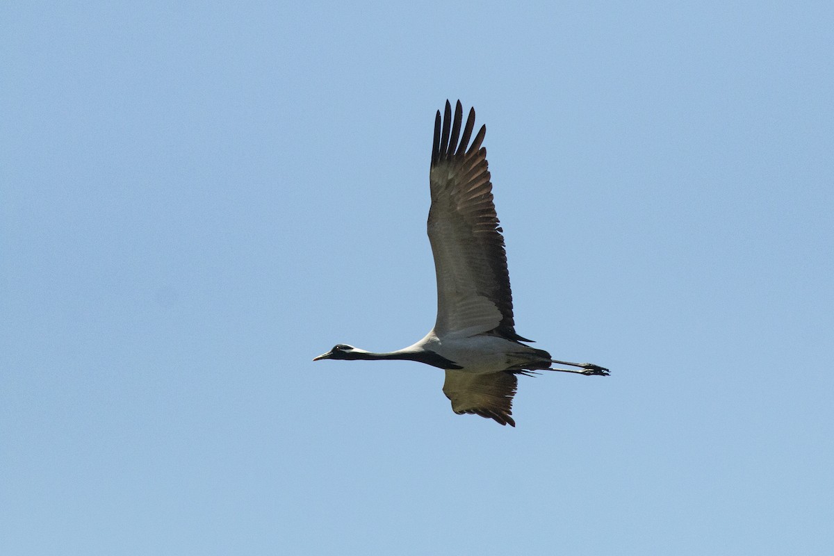 jeřáb panenský - ML645940185