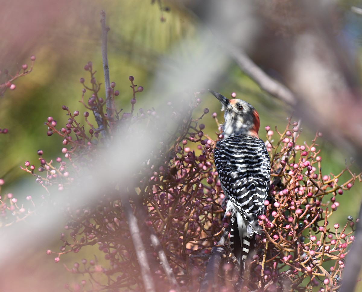 Red-bellied Woodpecker - ML645940188