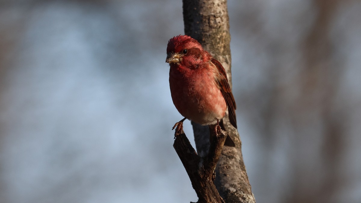 Purple Finch - ML645940189