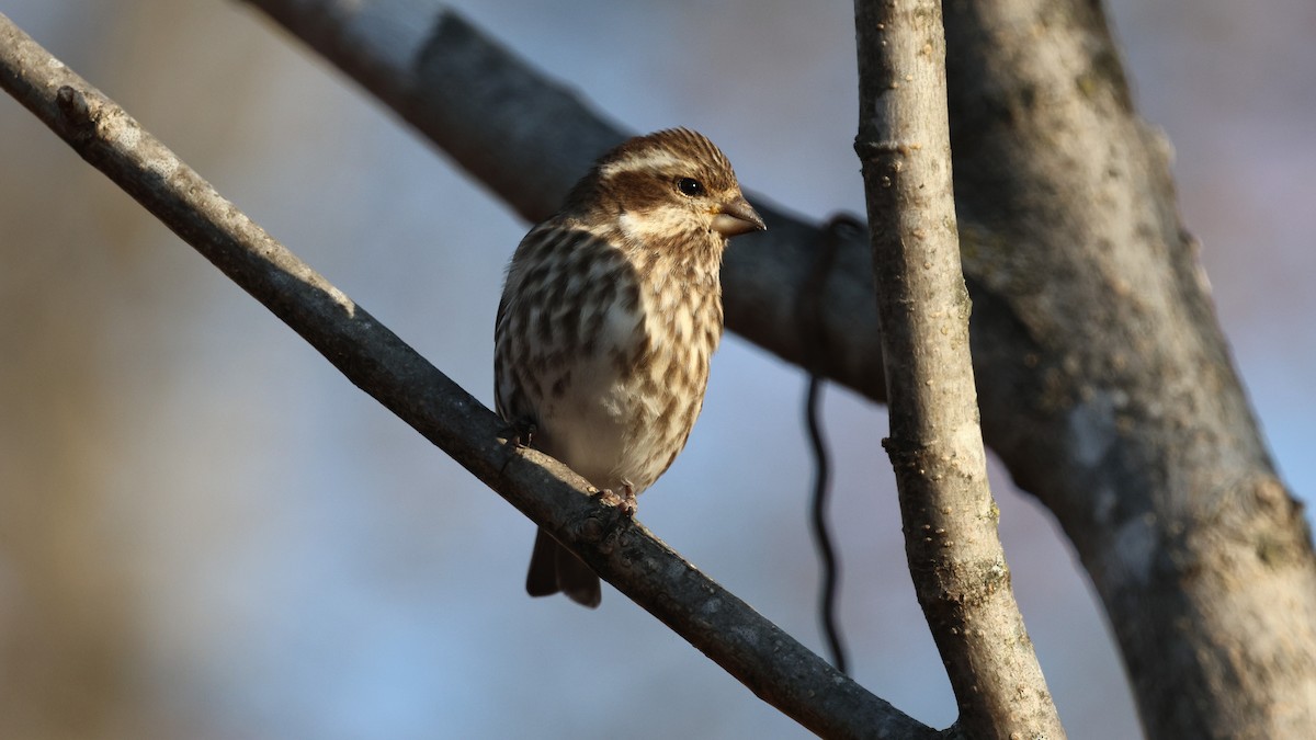 Purple Finch - ML645940190