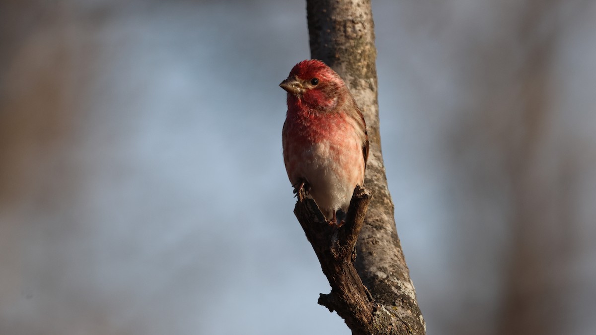 Purple Finch - ML645940191
