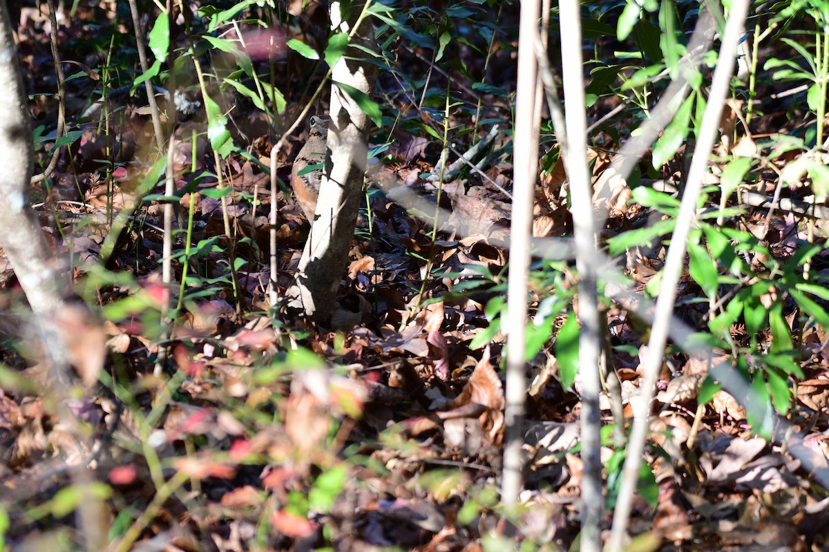 American Woodcock - ML645940192