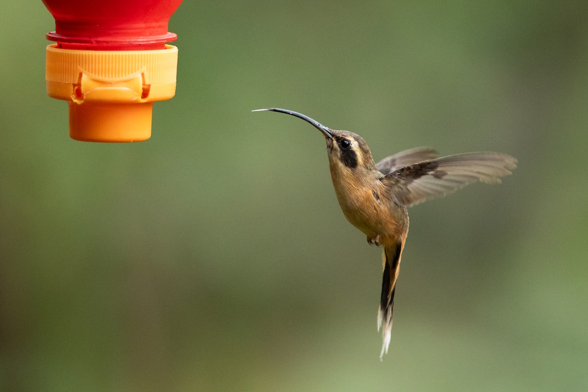 Gri Gıdılı Hermit - ML645940193