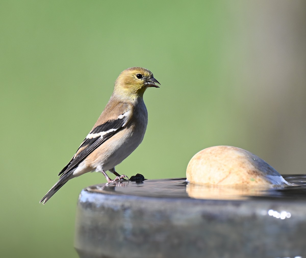 American Goldfinch - ML645940194