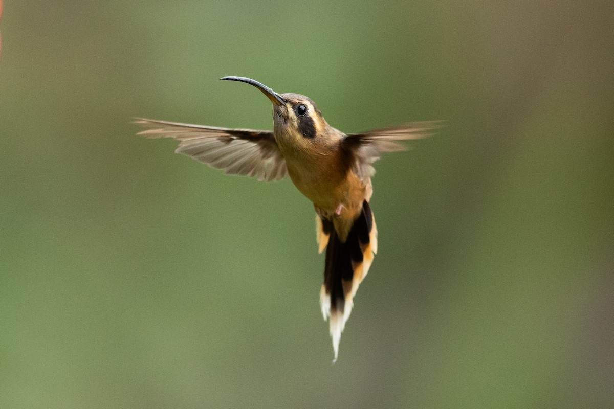 Gri Gıdılı Hermit - ML645940195