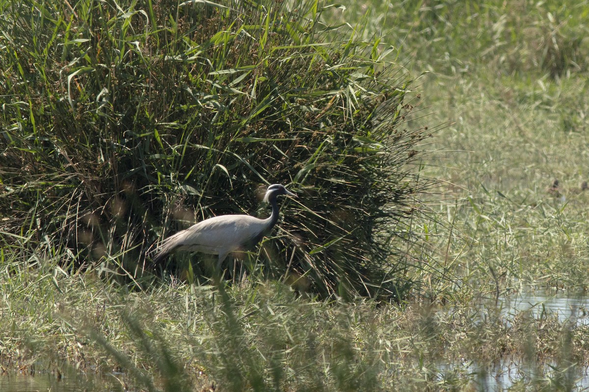 jeřáb panenský - ML645940196