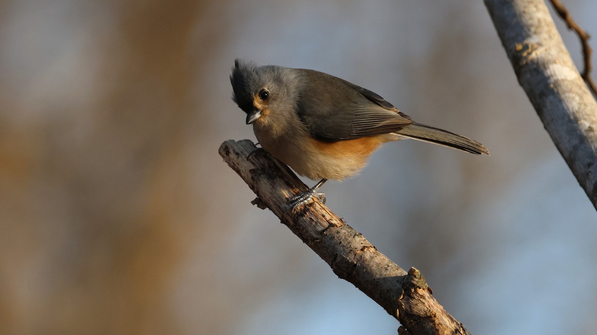 Tufted Titmouse - ML645940200