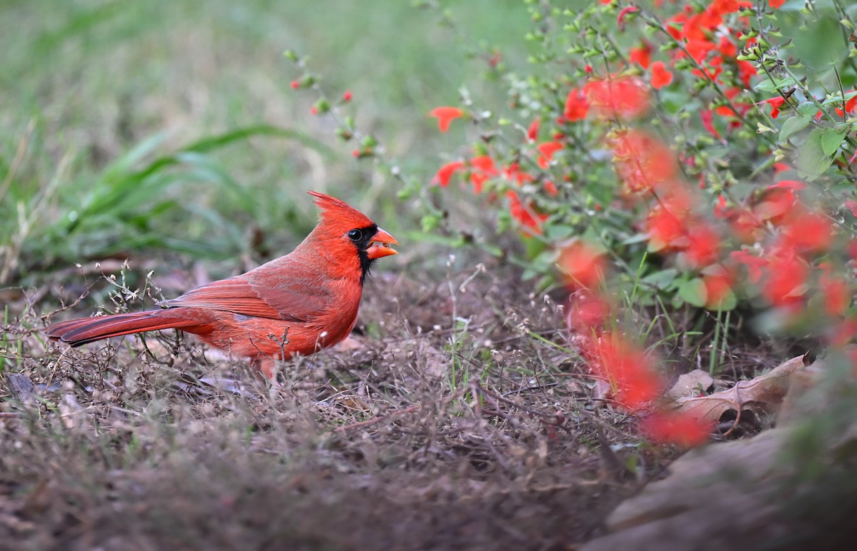 Northern Cardinal (Common) - ML645940202