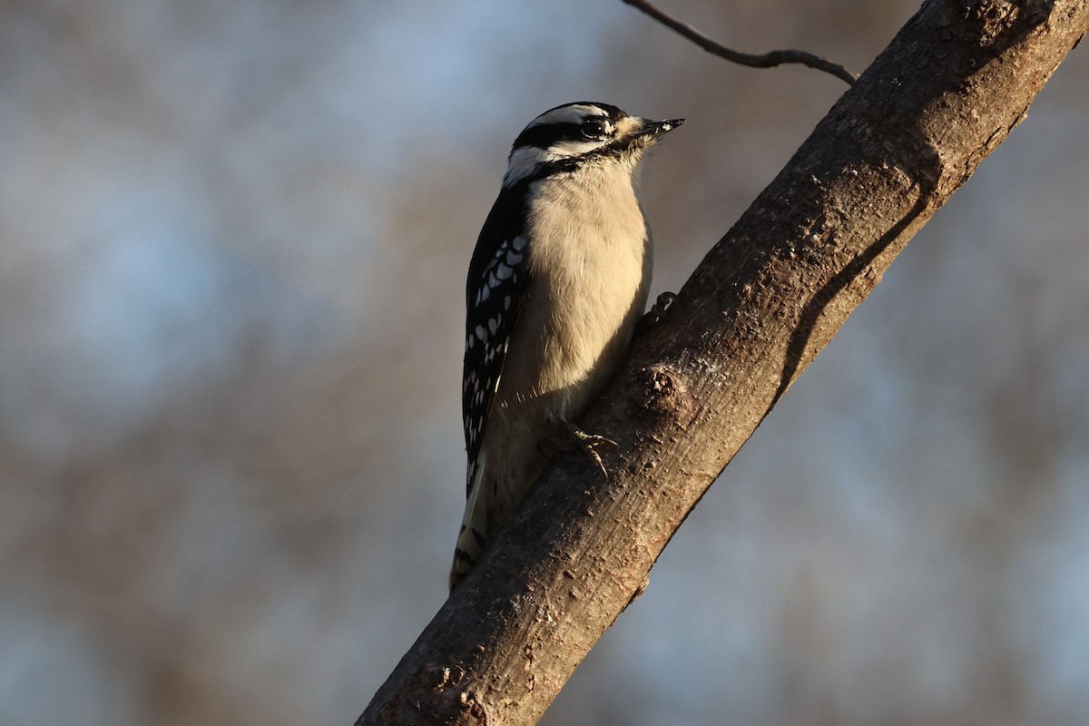 Downy Woodpecker - ML645940205