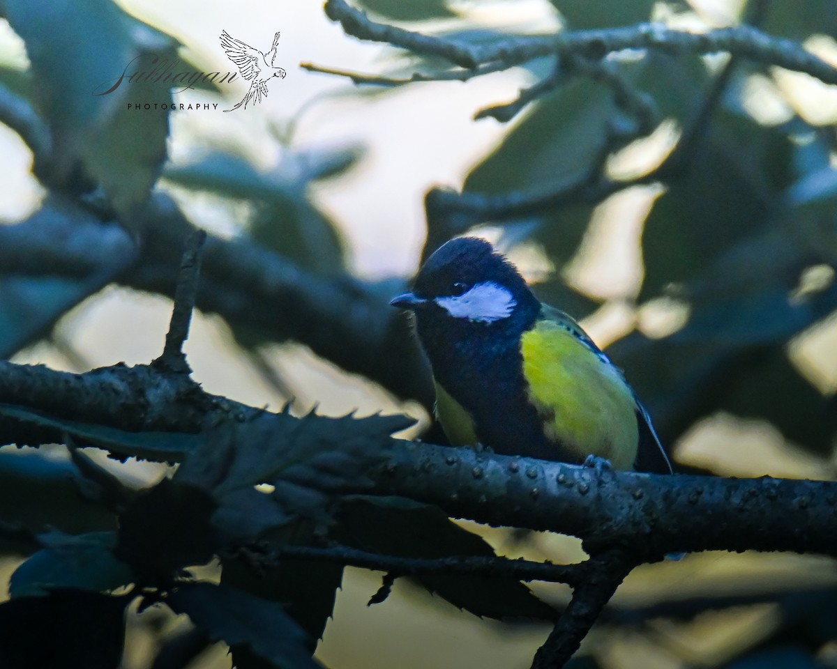 Carbonero Dorsiverde - ML645940209