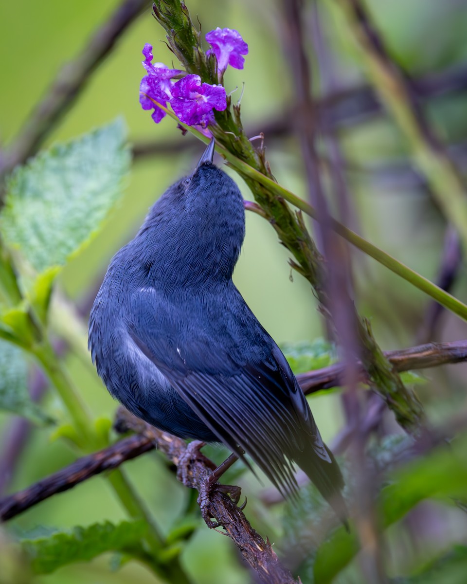 White-sided Flowerpiercer - ML645940210