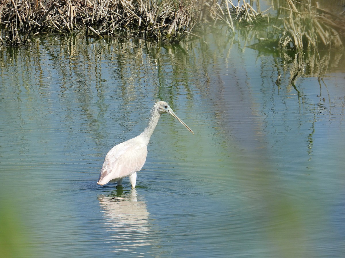 Espátula Rosada - ML645940211