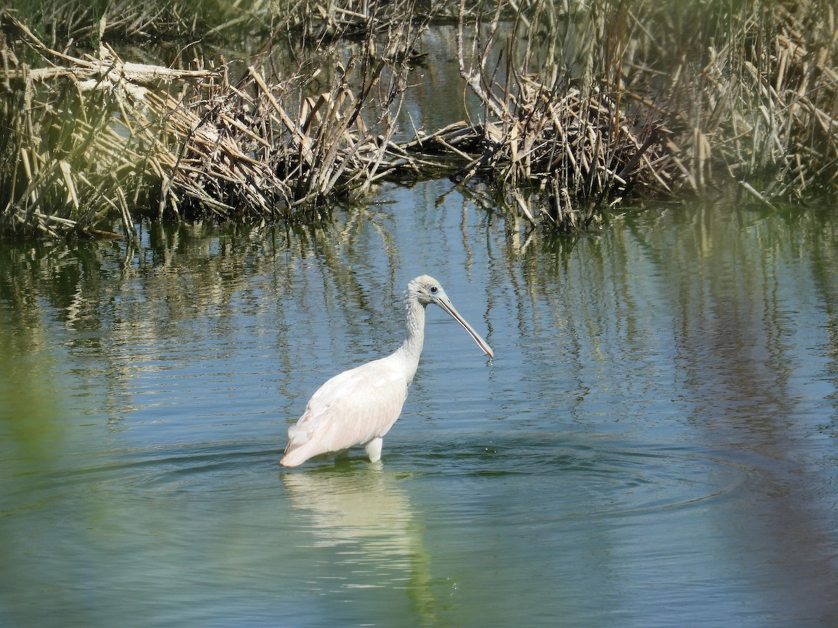 Espátula Rosada - ML645940212