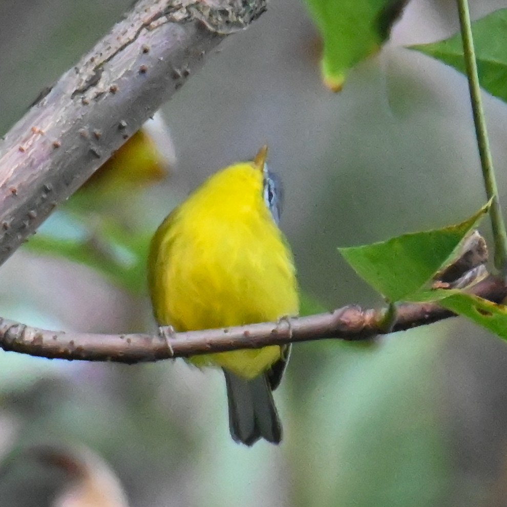 Gray-hooded Warbler - ML645940217