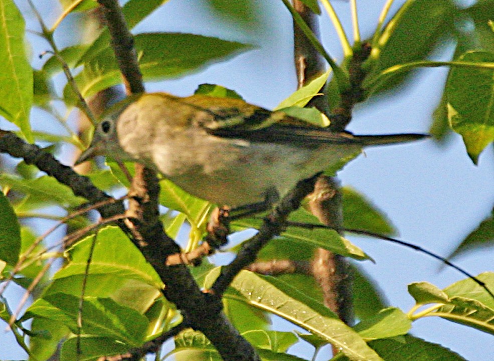 Chestnut-sided Warbler - ML645940218