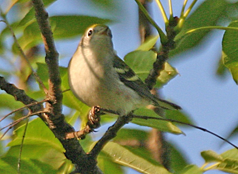 Chestnut-sided Warbler - ML645940228