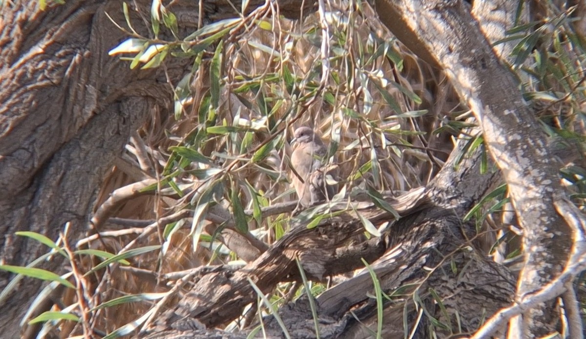 Laughing Dove - ML645940229