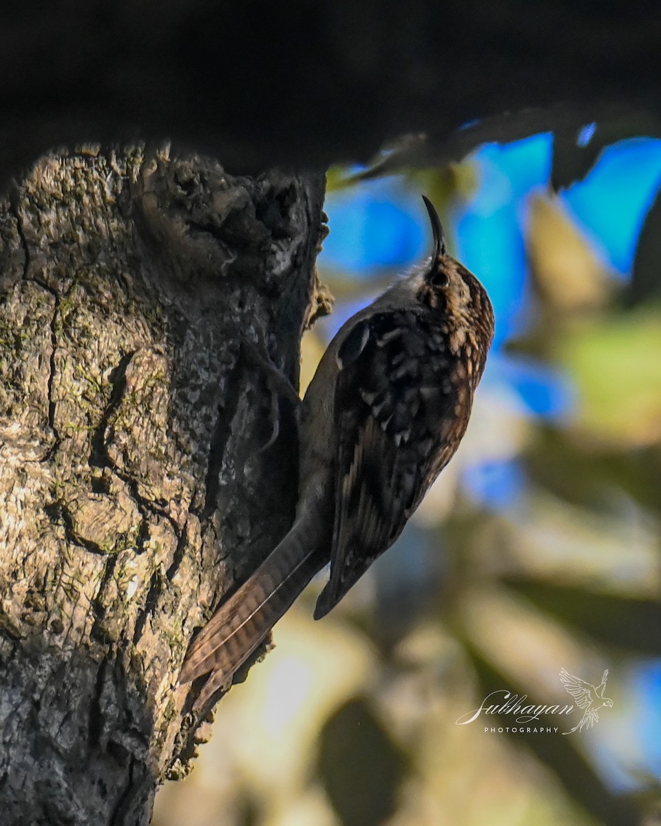 Bar-tailed Treecreeper - ML645940231