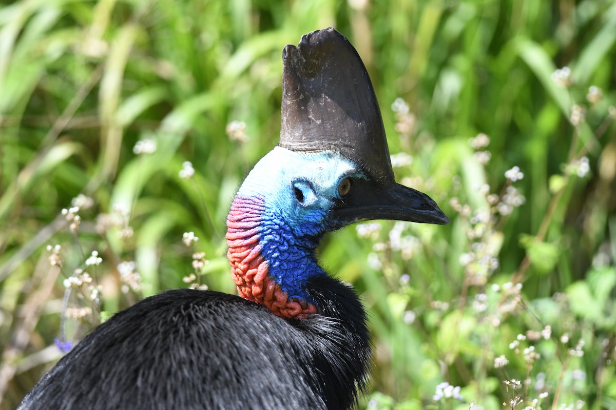 Шлемоносный казуар - ML645940232