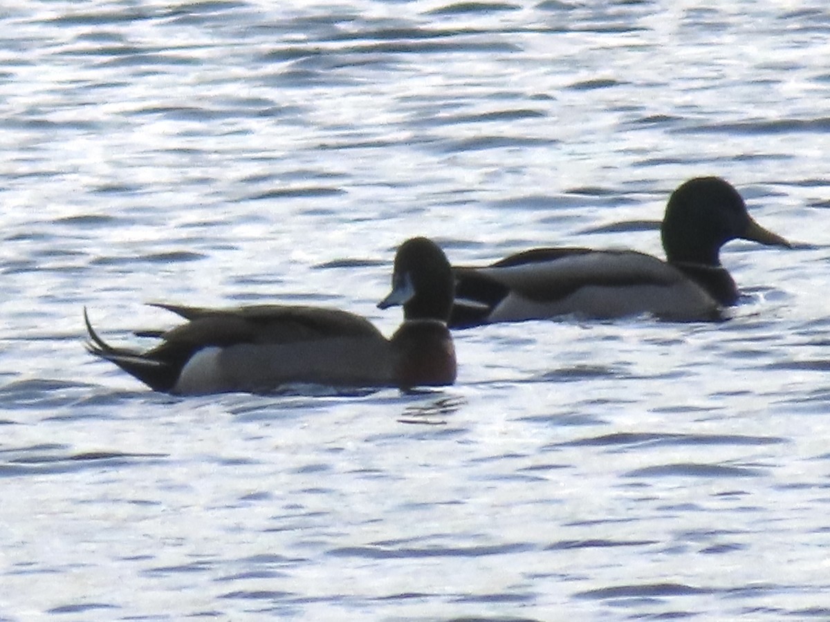 Зэрлэг x Шовтгор алаг нугас (эрлийз) - ML645940234