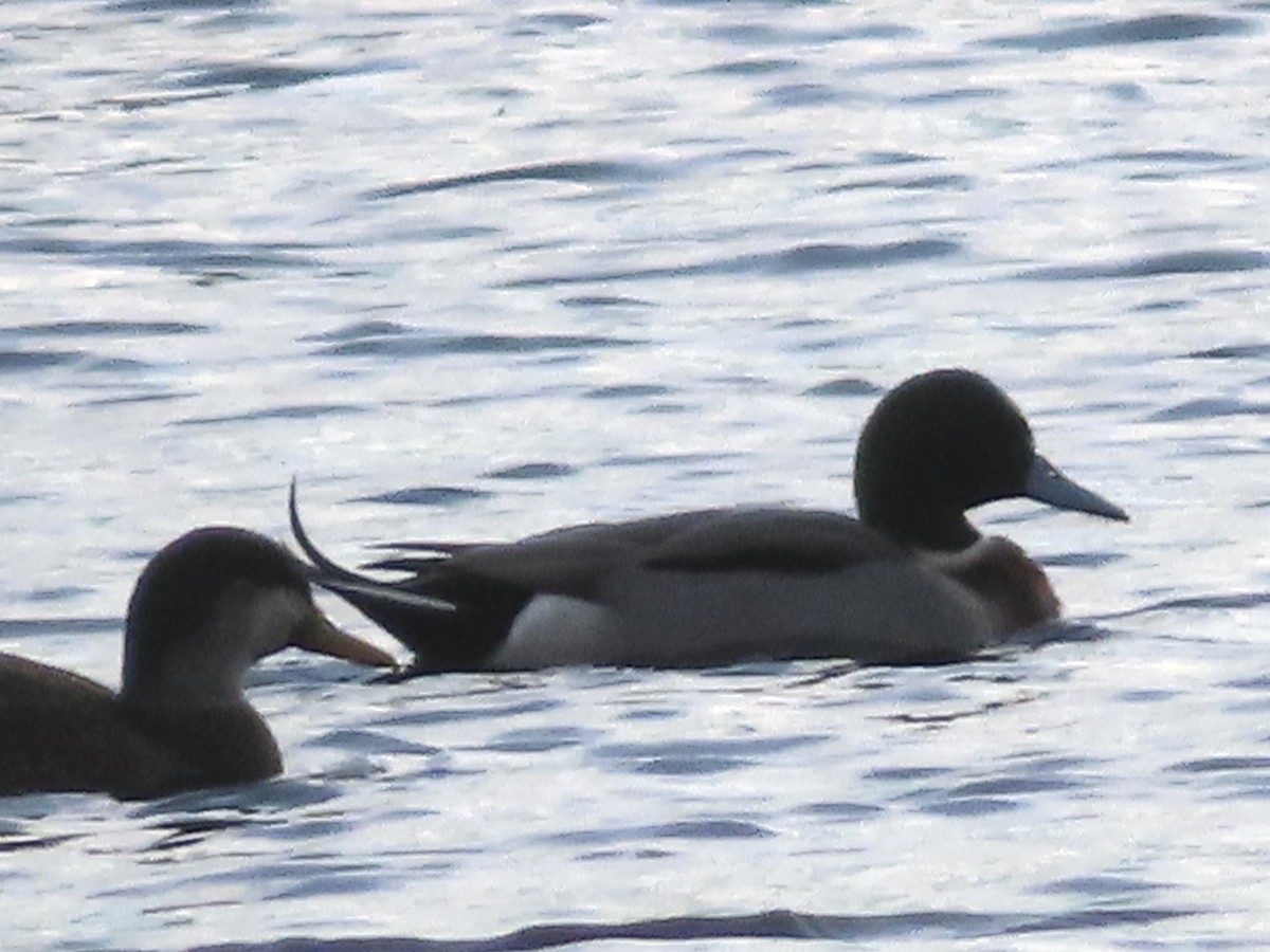 Зэрлэг x Шовтгор алаг нугас (эрлийз) - ML645940235