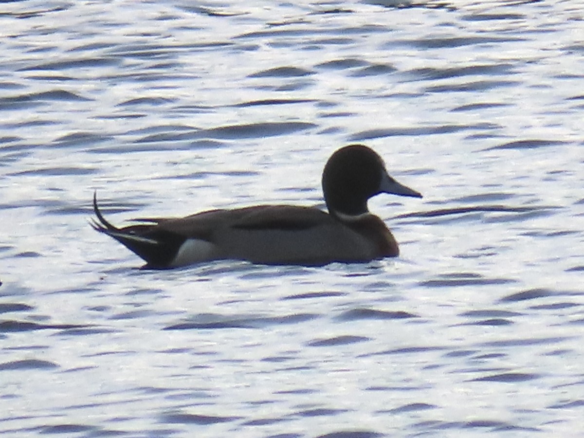 Зэрлэг x Шовтгор алаг нугас (эрлийз) - ML645940236