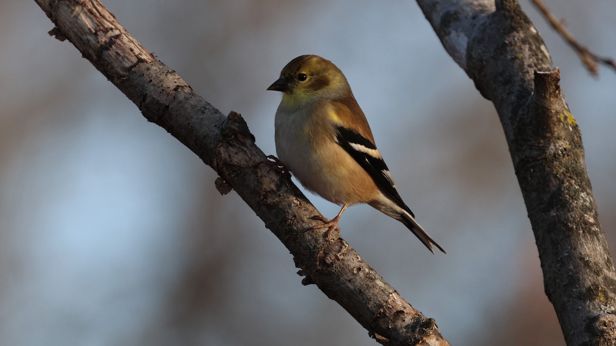 American Goldfinch - ML645940238