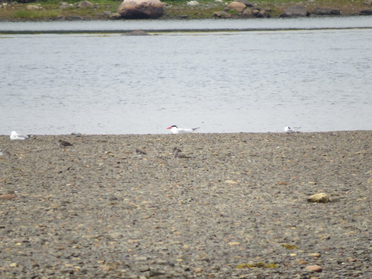 Caspian Tern - ML645940242