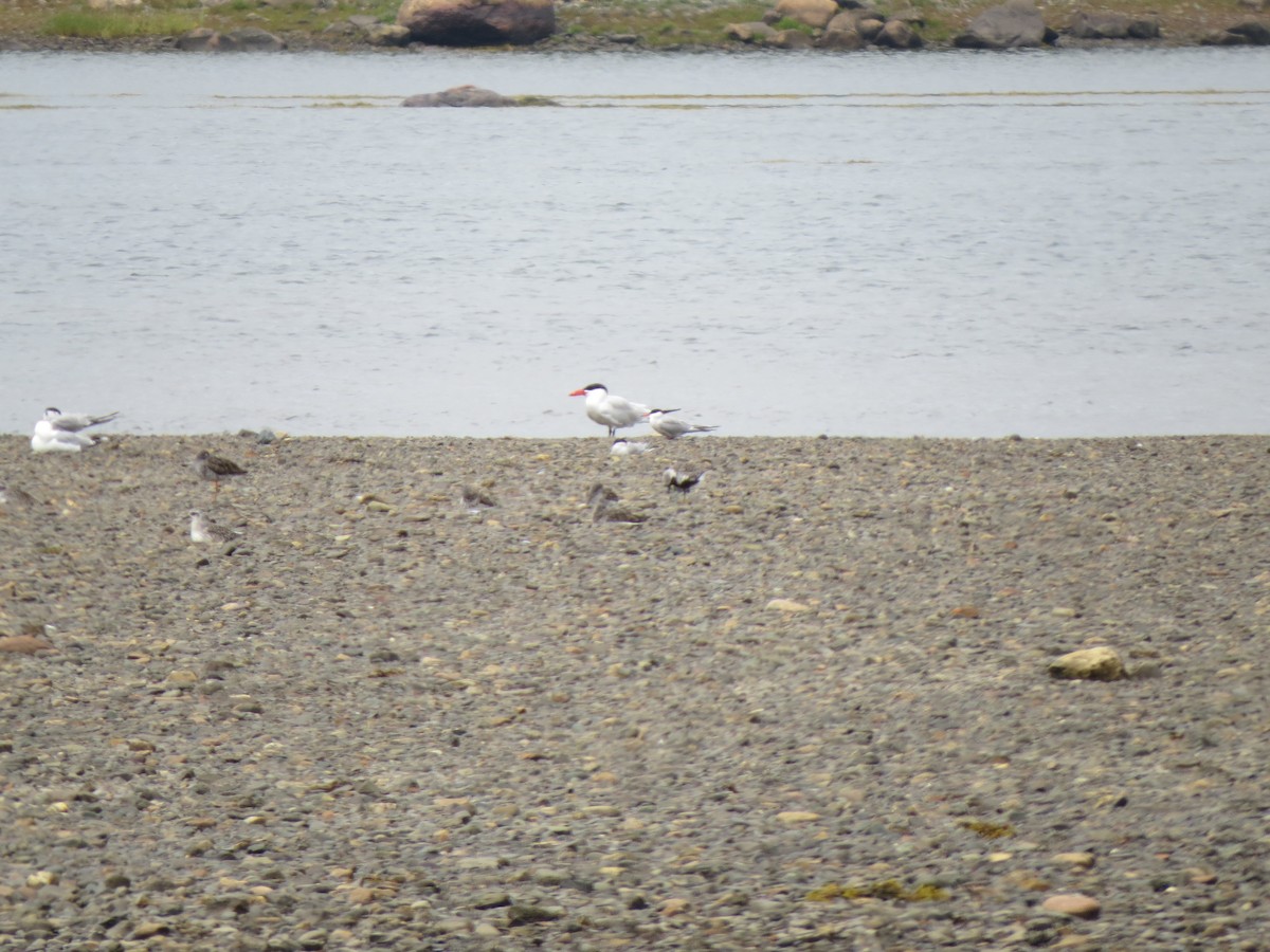 Caspian Tern - ML645940244