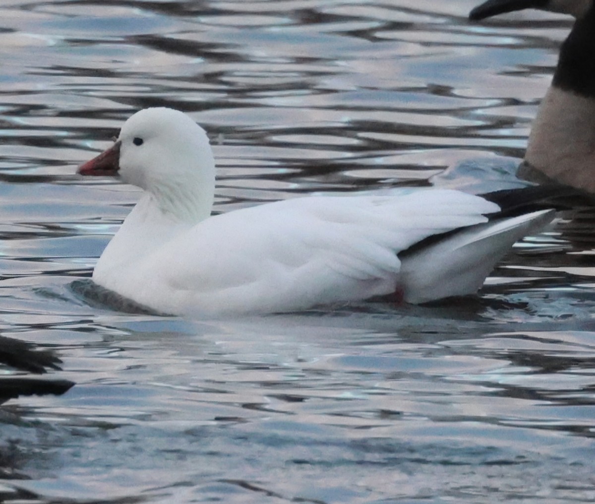 Ross's Goose - ML645940247