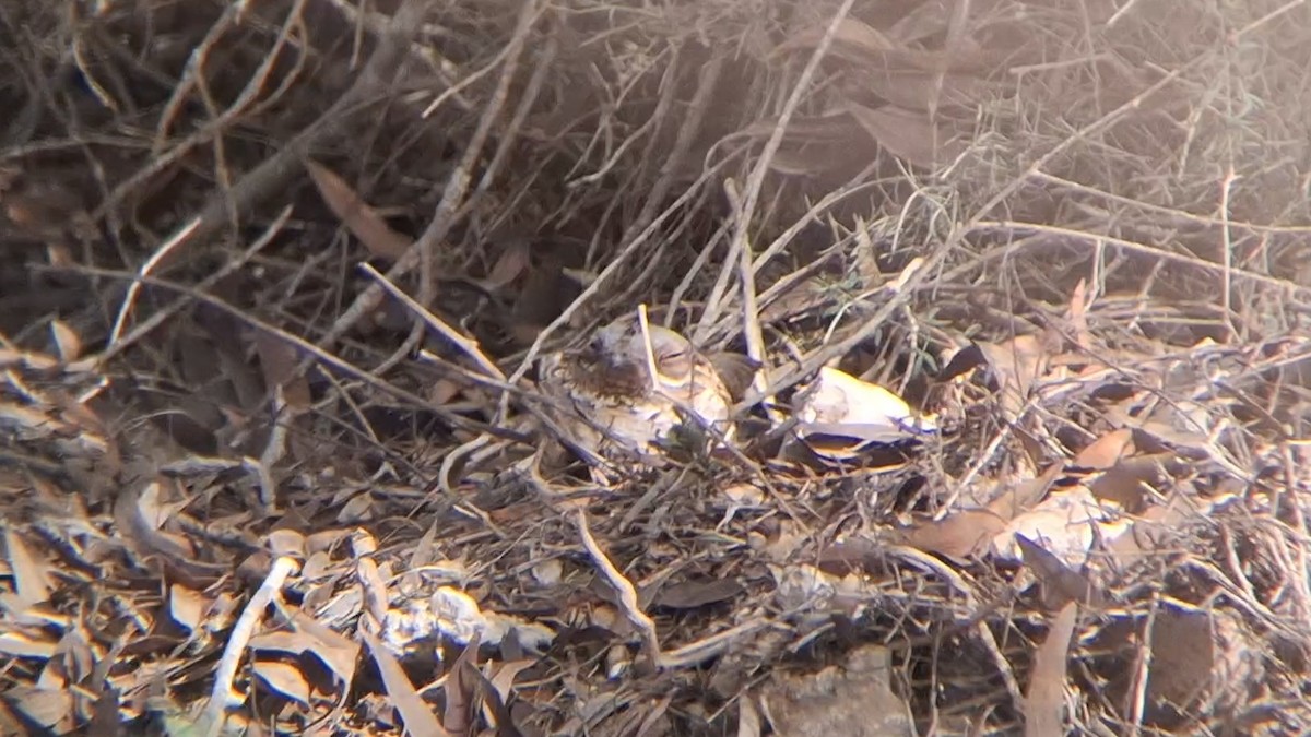 Red-necked Nightjar - ML645940249