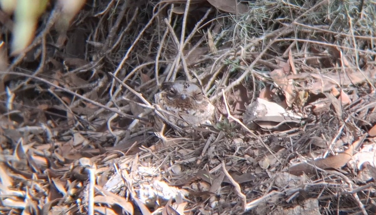 Red-necked Nightjar - ML645940250