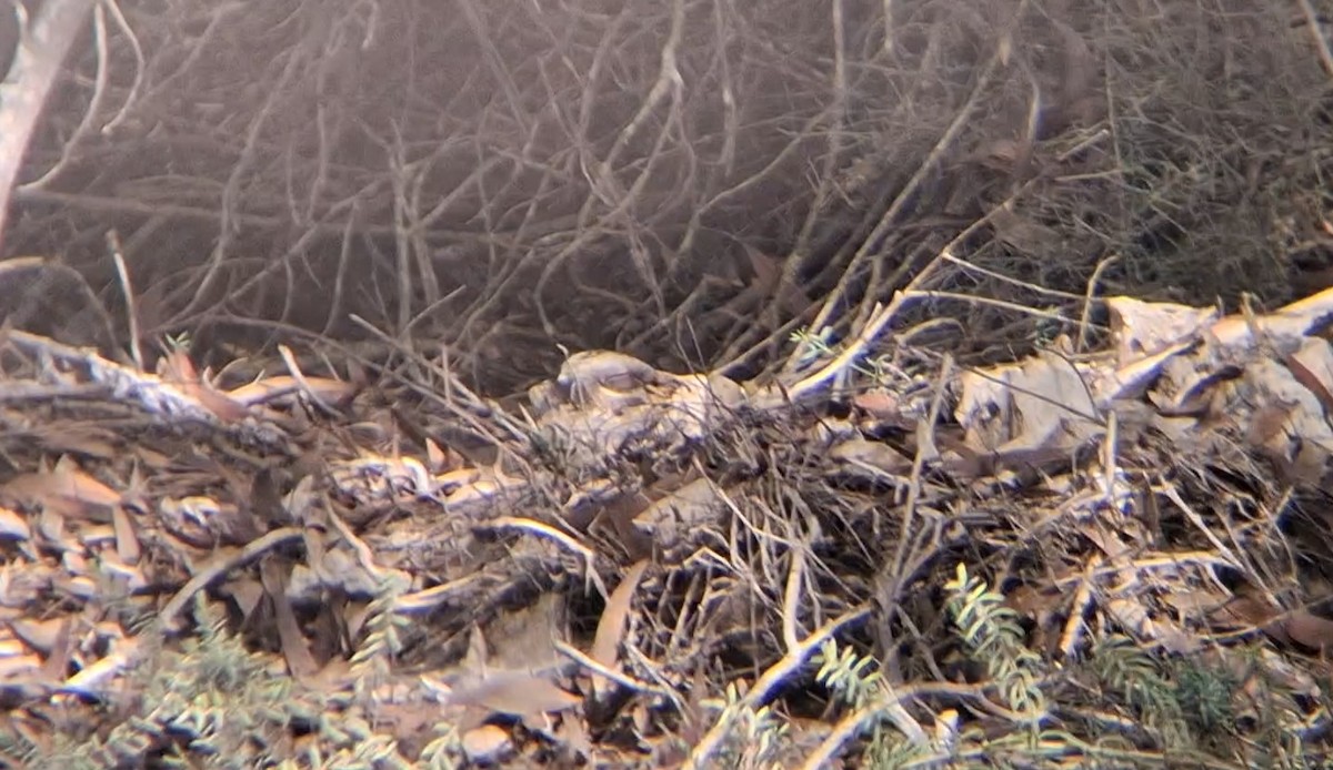 Red-necked Nightjar - ML645940251