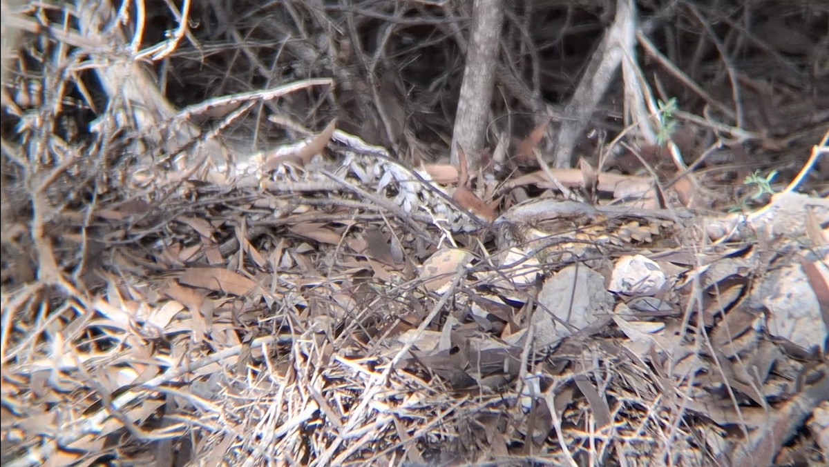 Red-necked Nightjar - ML645940252