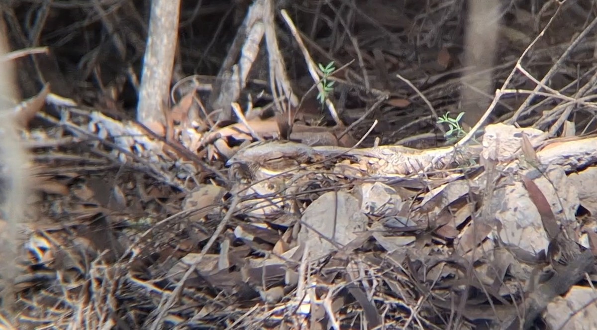 Red-necked Nightjar - ML645940253