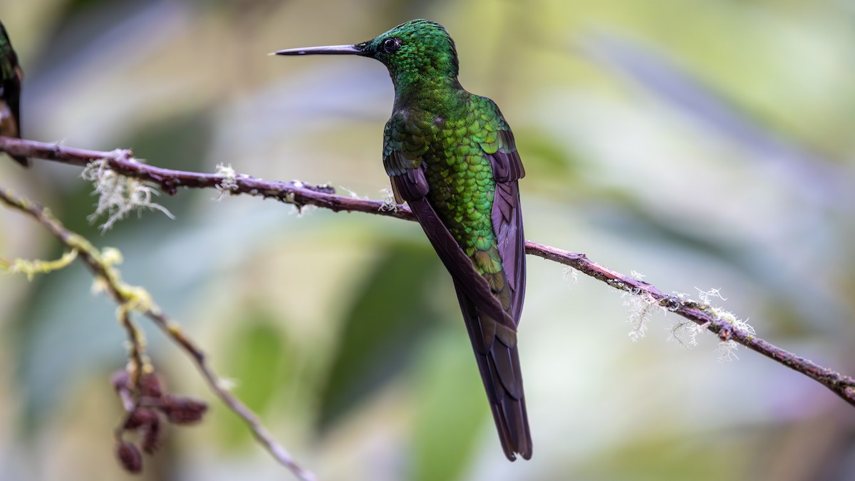 Empress Brilliant - ML645940272