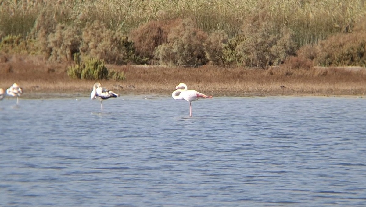 Greater Flamingo - ML645940279