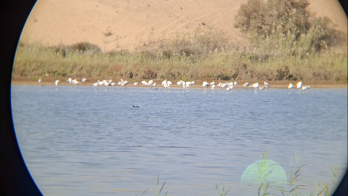 Greater Flamingo - ML645940280