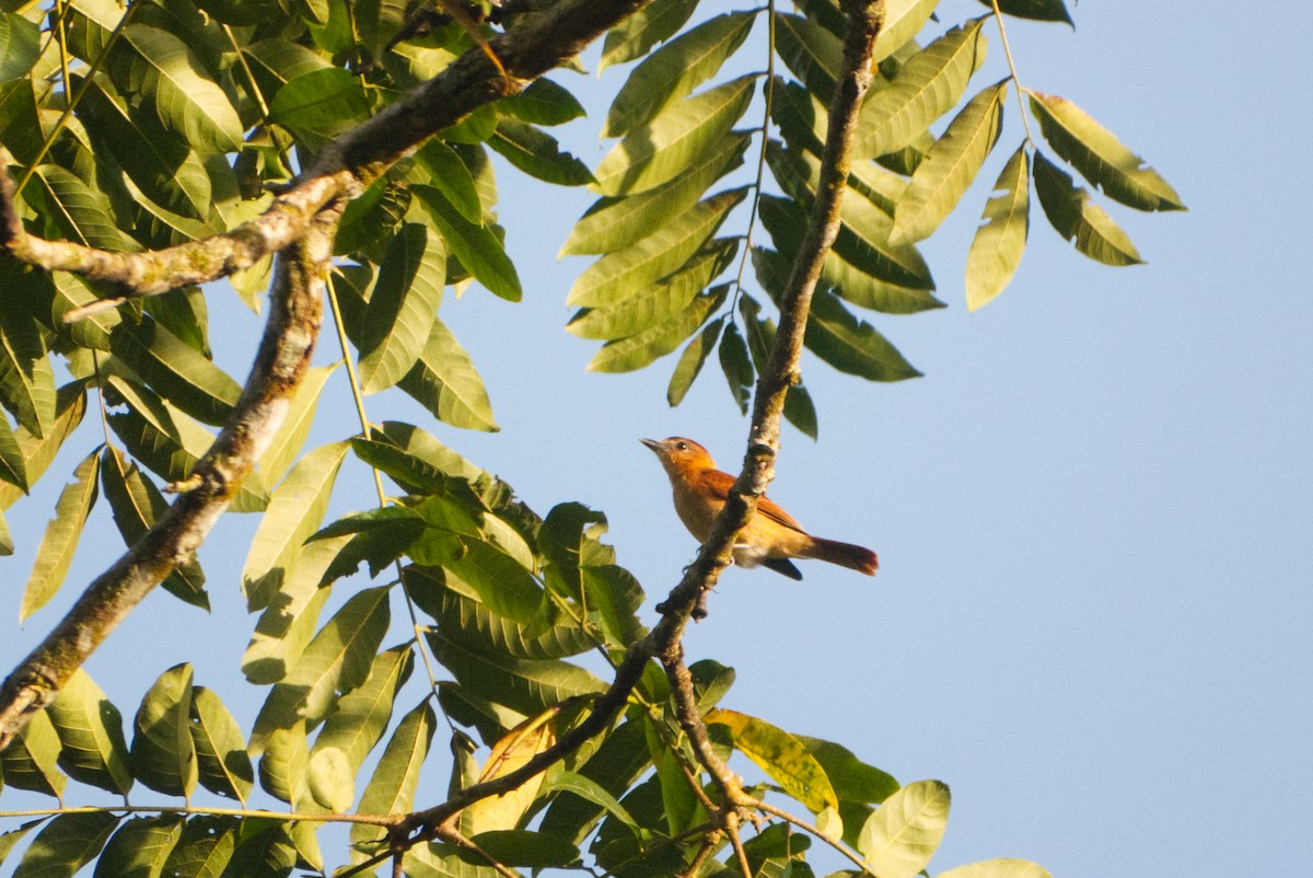 Cinnamon Becard - ML645940283