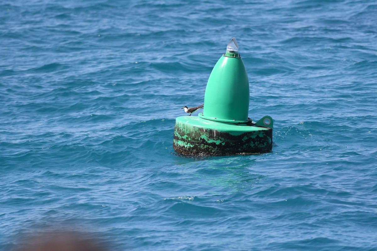 tøyleterne - ML645940288