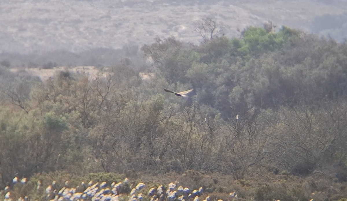 Western Marsh Harrier - ML645940301