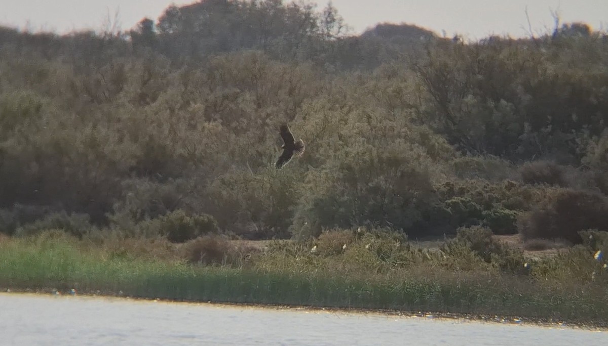 Western Marsh Harrier - ML645940302