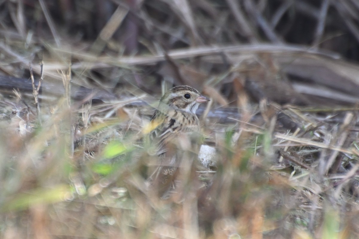Clay-colored Sparrow - ML645940303