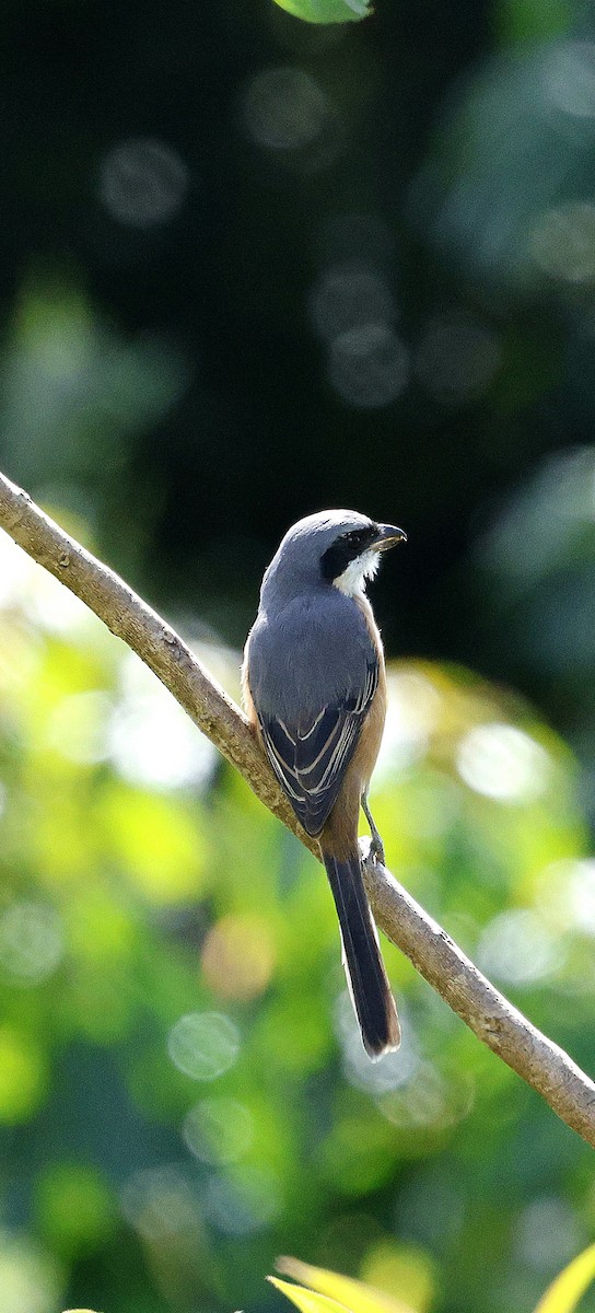 Gray-backed Shrike - ML645940304