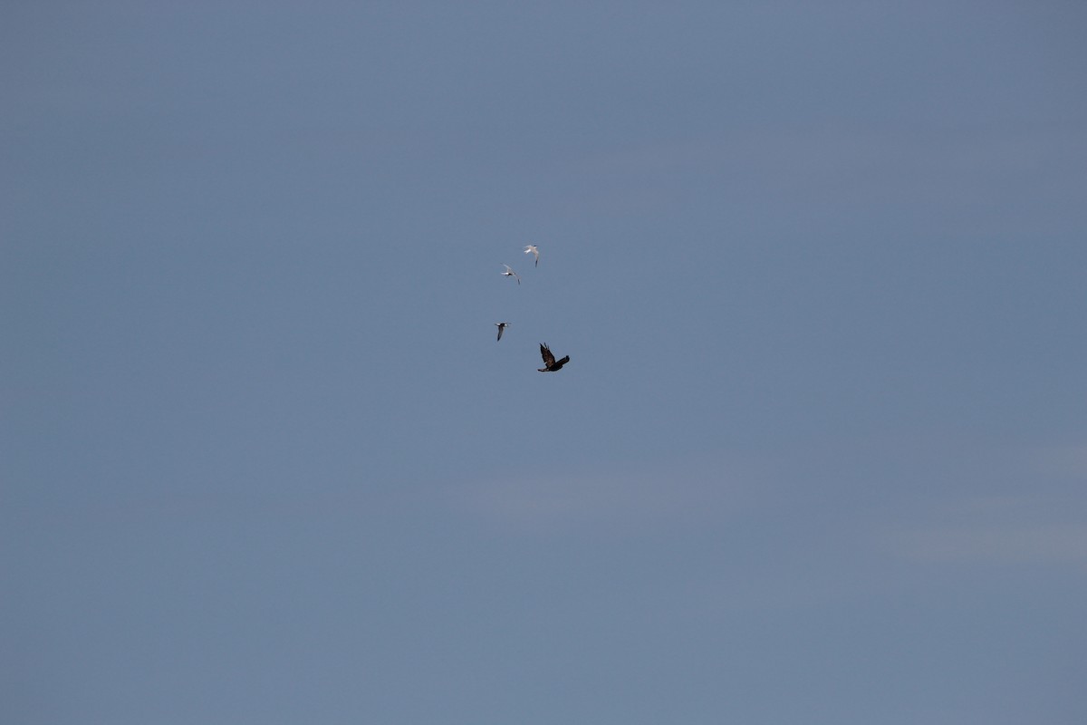 Common Tern - ML645940305