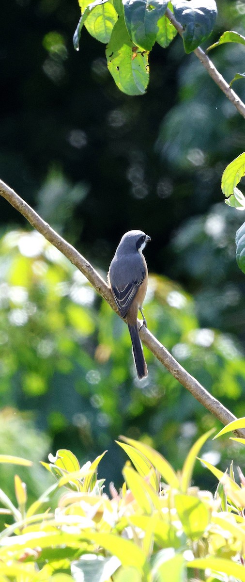 Gray-backed Shrike - ML645940306